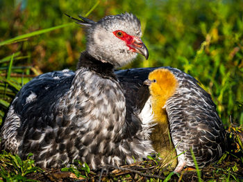 Close-up of a duck