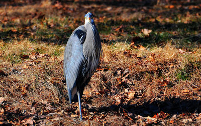 Bird standing on field during autumn