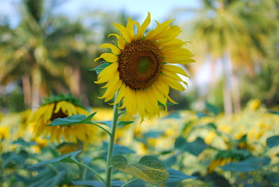 Close-up of sunflower on field