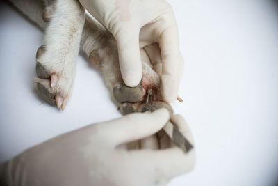 Close-up of hand with cat