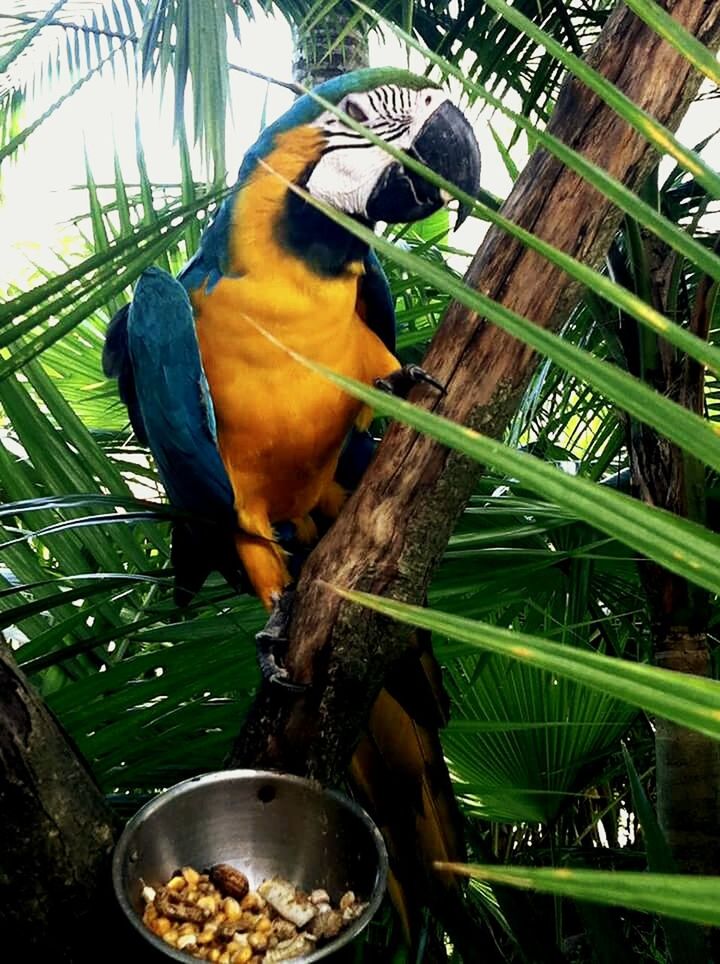 Bali Bird Park