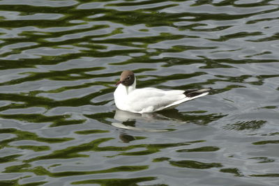 High angle view of duck swimming in lake