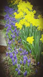 Close-up of yellow flowers