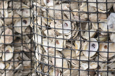 Close-up of oyster shells in metal basket