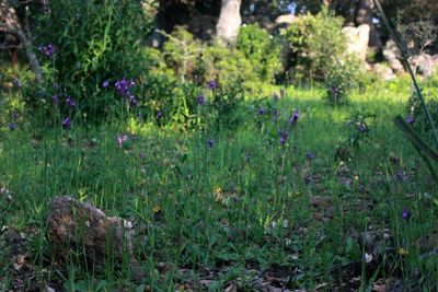 Purple flowering plants on field