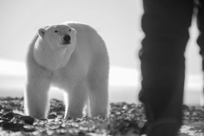 Mono polar bear watches man on tundra