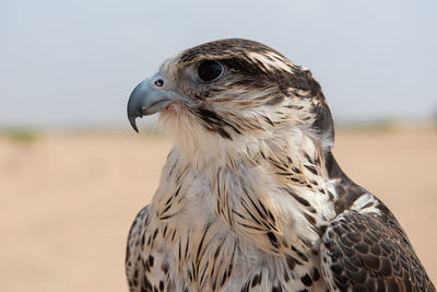 Close-up portrait of eagle