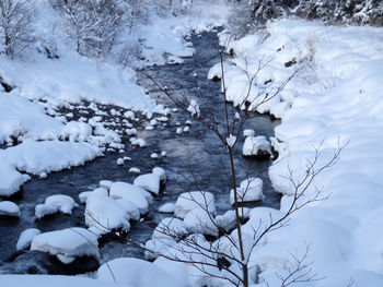 Snow covered plants on land