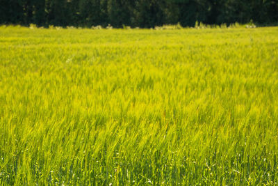 Scenic view of agricultural field