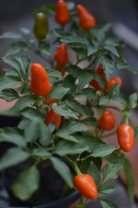 Close-up of red tomatoes