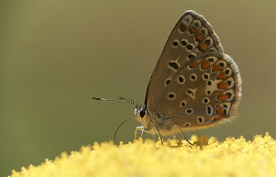 Close-up of butterfly pollinating flower