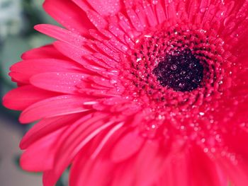 Close-up of flower blooming outdoors