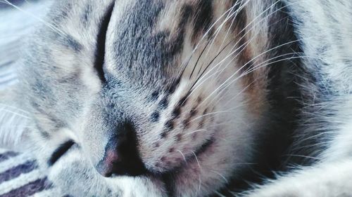 Close-up of cat sleeping