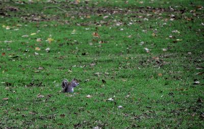 Bird on field