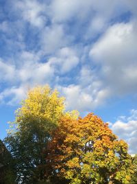 Low angle view of tree against cloudy sky