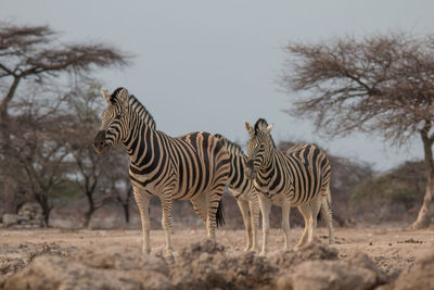 Zebras on a field