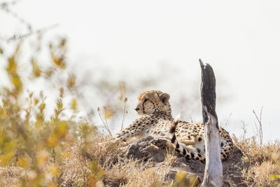 Cheetah relaxing on land