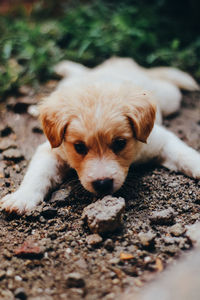 Close-up portrait of a dog