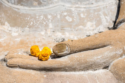 High angle view of yellow rose on rock