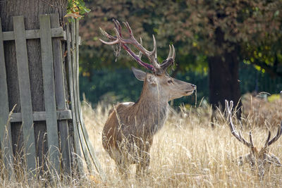 Deer standing in a field