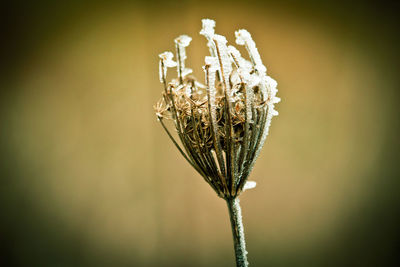 Close-up of wilted plant