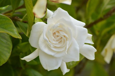 Close-up of white rose blooming outdoors