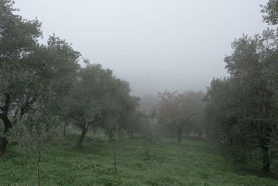 Trees on field against sky