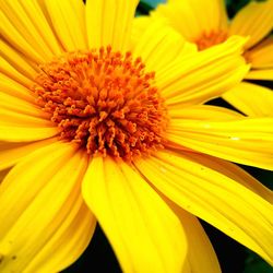 Close-up of yellow flower blooming outdoors