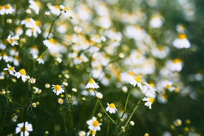 Close-up of white flowering plants