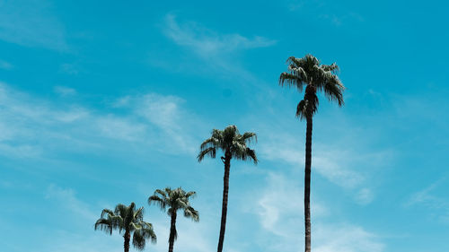 Low angle view of coconut palm tree against blue sky