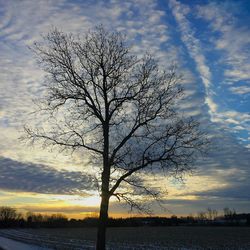 Bare trees on field against cloudy sky