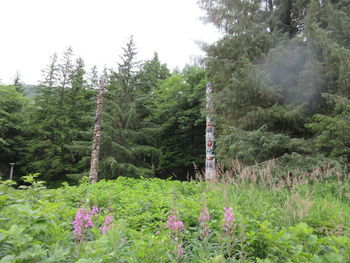 View of flower trees in forest