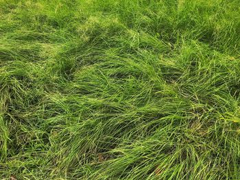 High angle view of bamboo on field