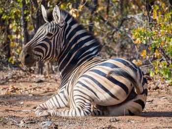 Close-up of zebra lying on ground in kruger national park, south africa