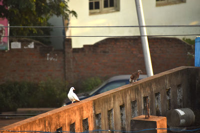 Seagull perching on railing