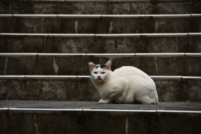 Portrait of cat sitting on railing