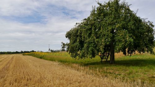 Big apple tree in rural landscape