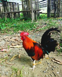 View of a bird on field