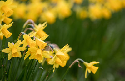 Close-up of yellow flowering plant on field