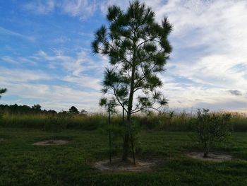 Trees on field against sky