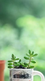 Close-up of potted plant. baby jelly bean succulent plan turn into green color in summer