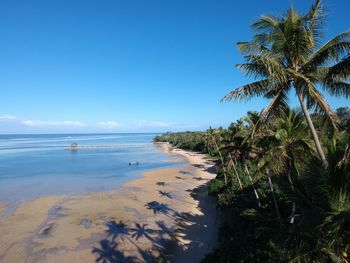 Palm trees on beach against blue sky