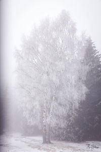 Trees by sea against sky during winter