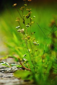 Close-up of plant growing on plant