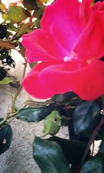 Close-up of pink flowers