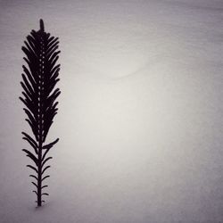 Plants growing in sunlight