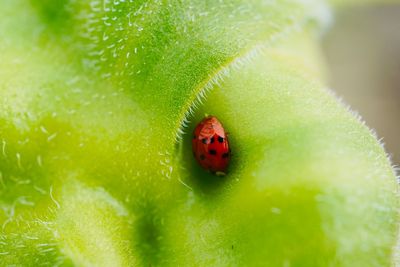 Close-up of ladybug on leaf