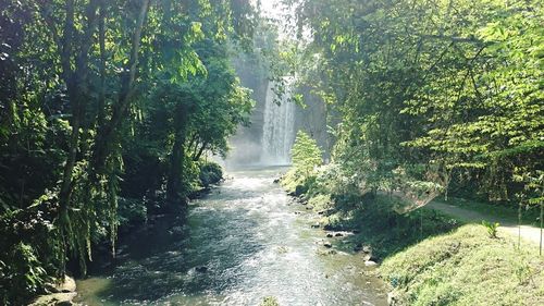 View of water flowing through trees