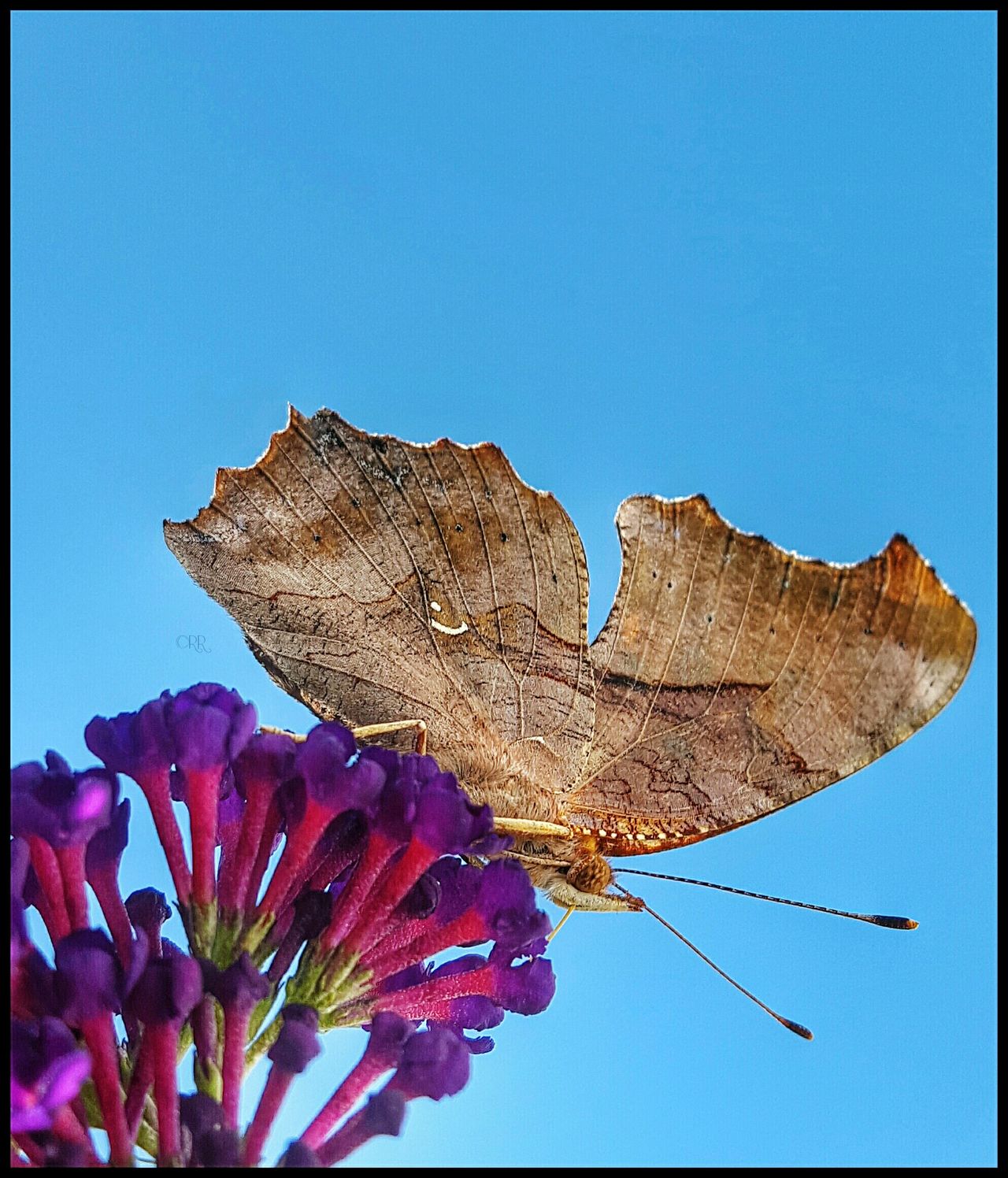 Butterfly chaser