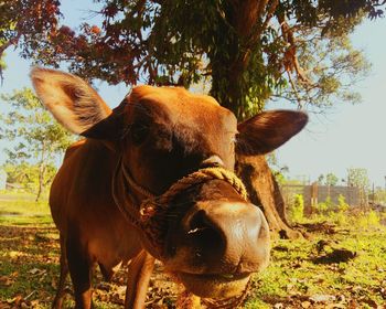 Cow standing on field